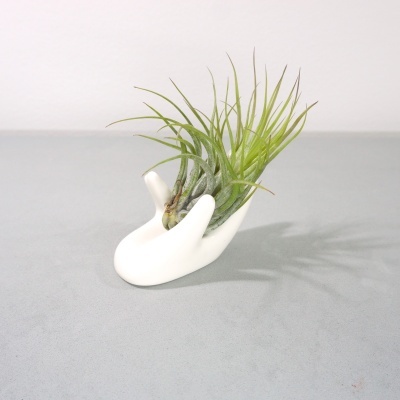 Vaso forma de mão branca com planta suculenta verde