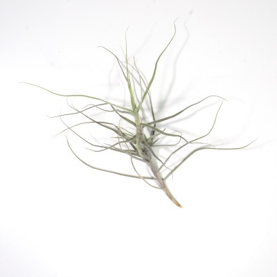 Planta Tillandsia com folhas longas verdes sobre fundo branco