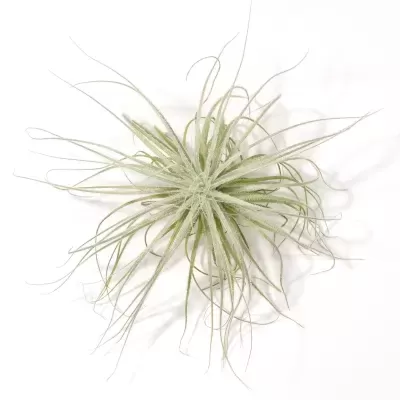 Vista superior de uma Tillandsia Tectorum de grande dimensão, realçando a sua forma em estrela