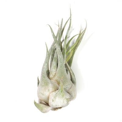 Planta aérea Tillandsia xerographica com folhas verdes prateadas em fundo branco