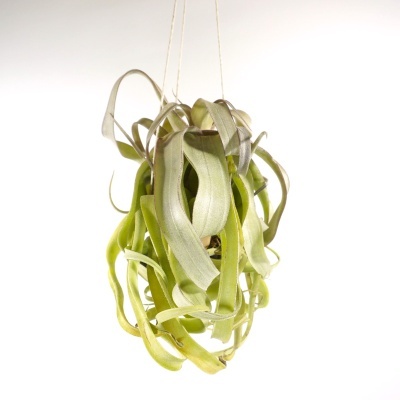 Planta Tillandsia verde pendurada