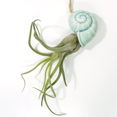 Planta Tillandsia pendurada numa concha decorativa azul clara