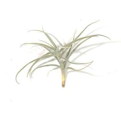 Planta Tillandsia verde-acinzentada com folhas longas e finas, em fundo branco