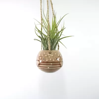 Planta aérea Tillandsia Scaposa com folhas verdes e finas apontadas para cima, inserida num suporte
