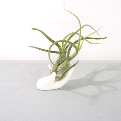 Vaso branco em forma de mão com planta Tillandsia verde