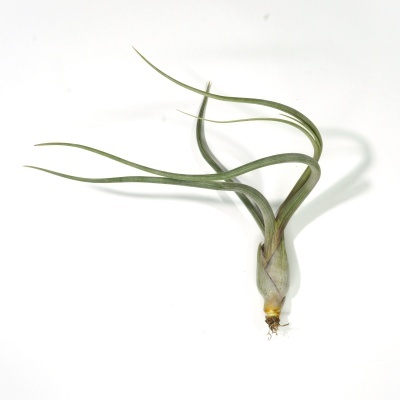 Planta Tillandsia ionantha com folhas verdes finas e arqueadas