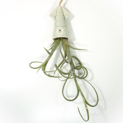 Vaso suspenso em cerâmica branca com planta Tillandsia verde