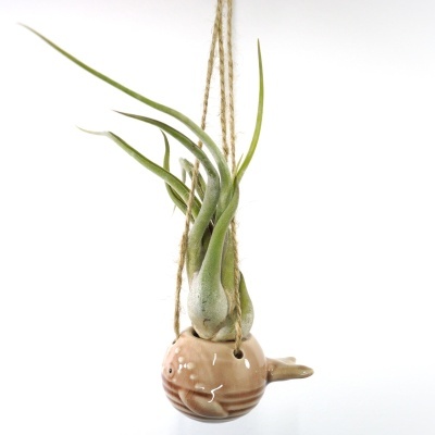 Vaso suspenso de cerâmica castanho em forma de pássaro com planta aérea verde