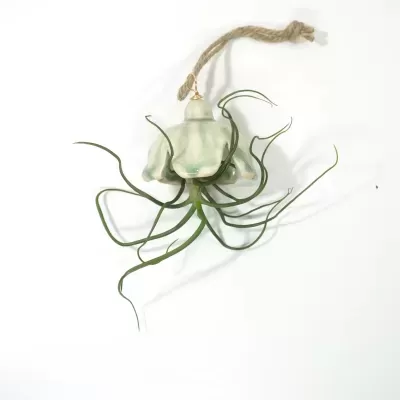 Planta aérea Tillandsia Bulbosa, com as suas características folhas verdes e onduladas, suspensa