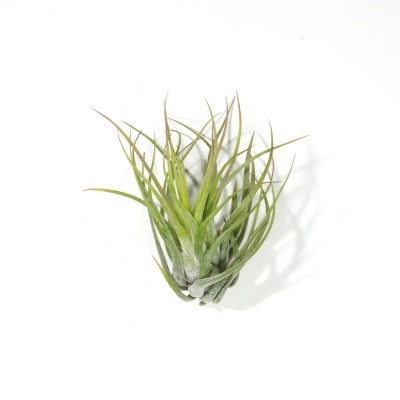 Planta Tillandsia verde com folhas finas num fundo branco