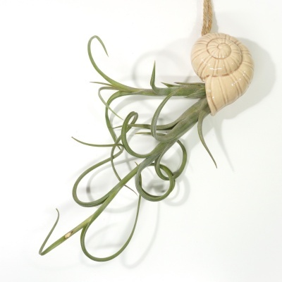 Vaso concha creme com planta Tillandsia verde pendurado