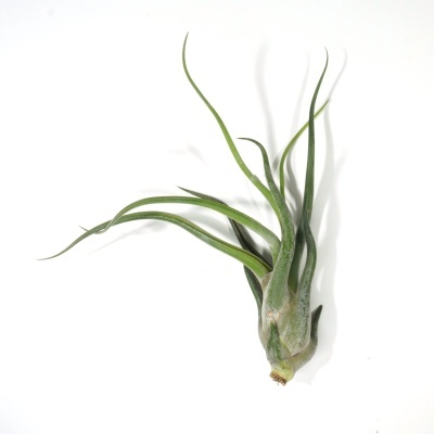Planta Tillandsia com folhas longas e verdes sobre fundo branco
