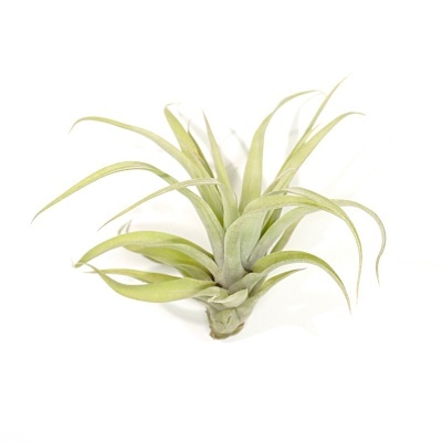 Planta aérea Tillandsia sobre fundo branco