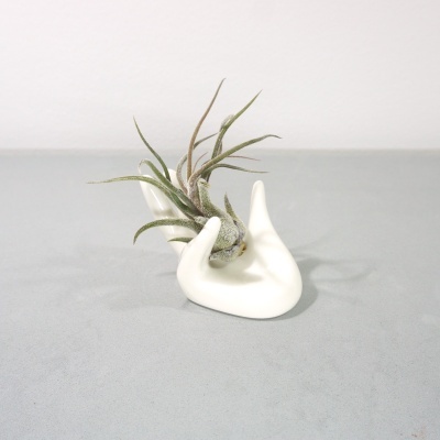 Planta Tillandsia em suporte mão branco sobre superfície cinza