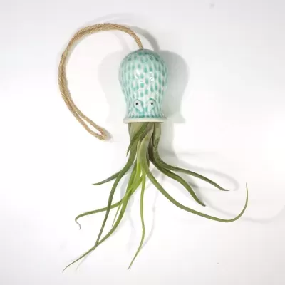 Planta aérea Tillandsia Caput-Medusae suspensa num suporte de cerâmica azul em forma de polvo