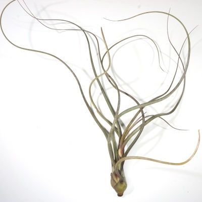 Planta Tillandsia com folhas longas e finas em fundo branco