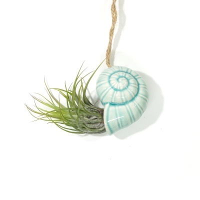 Decoração pendurada concha cerâmica azul com planta tillandsia