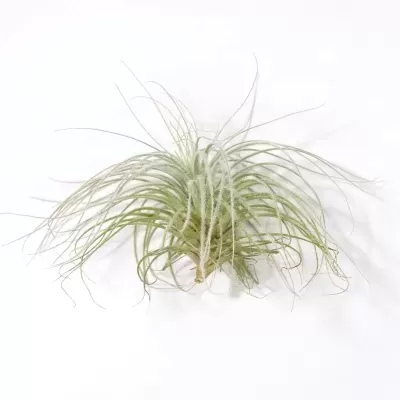 Planta aérea Tillandsia Tectorum de perfil exibindo o seu aspeto muito denso, plumoso e exótico