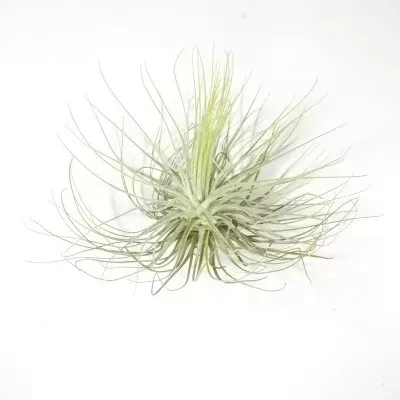 Planta aérea tillandsia magnusiana com folhas finas e radiantes. Planta decorativa fácil de cuidar