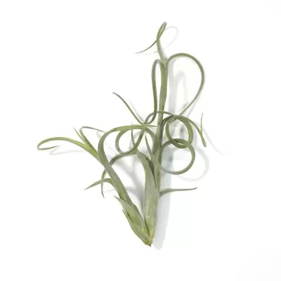 Planta aérea Tillandsia Intermedia sobre um fundo branco limpo