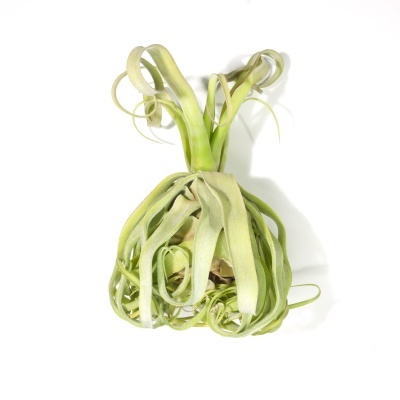 Planta Tillandsia xerographica verde com folhas enroladas em fundo branco