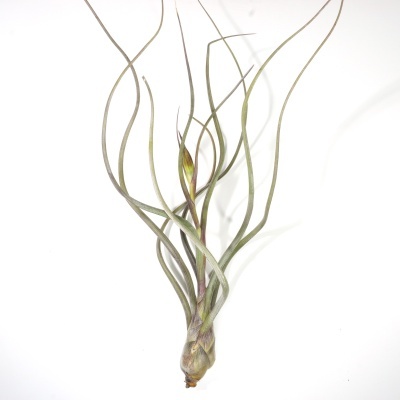 Planta Tillandsia verde com folhas longas e torcidas sobre fundo branco
