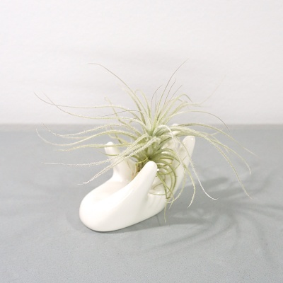 Planta Tillandsia num suporte branco em forma de mãos