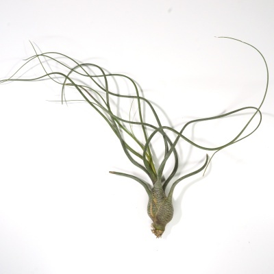 Planta Tillandsia com folhas verdes finas enroladas sobre fundo branco