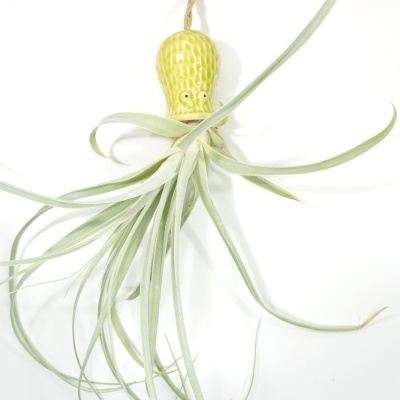 Planta aérea com suporte cerâmico amarelo pendurada