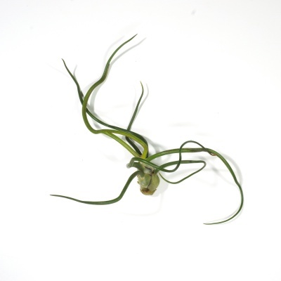 Planta Tillandsia com folhas finas verdes e base arredondada sobre fundo branco
