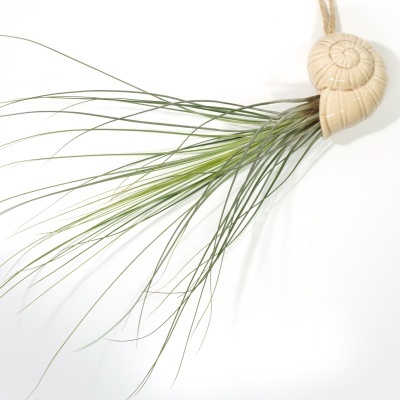 Planta Tillandsia em vaso decorativo de concha marinha creme suspenso.