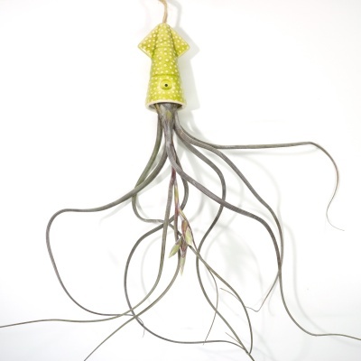 Planta de ar aérea Tillandsia pendurada com base verde de pontos brancos