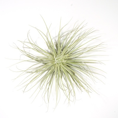 Planta Tillandsia com folhas finas e longas verdes sobre fundo branco