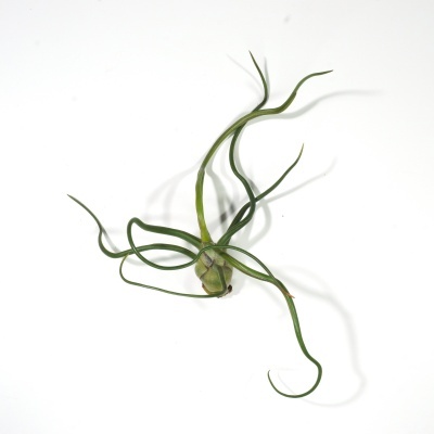 Planta Tillandsia bulbosa verde com folhas longas e curvas sobre fundo branco