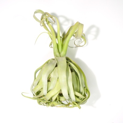 Planta Tillandsia verde com folhas longas e curvadas sobre fundo branco