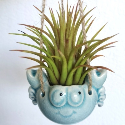 Planta suspensa em vaso cerâmico azul com rosto sorridente.