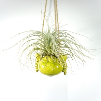 Vaso suspenso verde em forma de porco com planta aérea