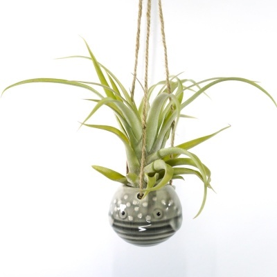 Vaso cinza esférico pendurado com planta air plant verde
