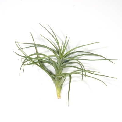 Planta Tillandsia com folhas finas e verdes sobre fundo branco