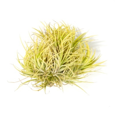 Planta Tillandsia verde e amarela sobre fundo branco