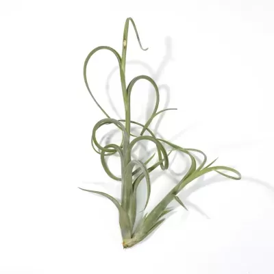 Detalhe em ângulo alternativo da planta aérea exótica Tillandsia Intermedia