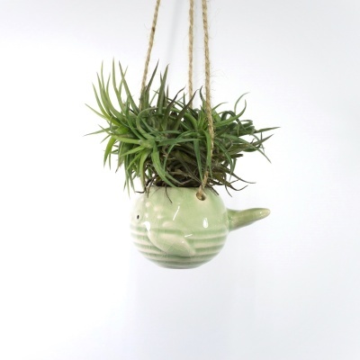 Vaso cerâmico verde claro em forma de peixe com planta suculenta pendurado