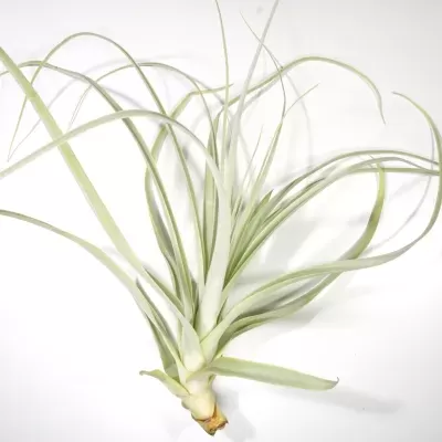 Vista geral da planta aérea Tillandsia Straminea deitada sobre fundo branco