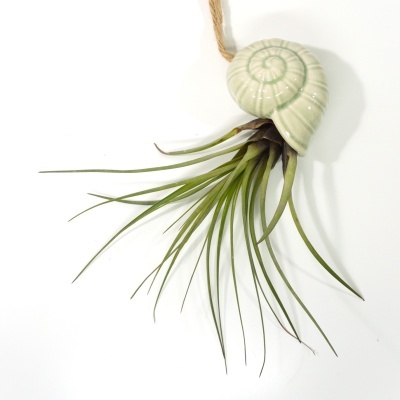 Vaso suspenso em cerâmica verde com planta de folhas verdes finas