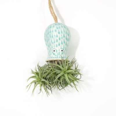 Vaso suspenso em cerâmica azul com plantas verdes