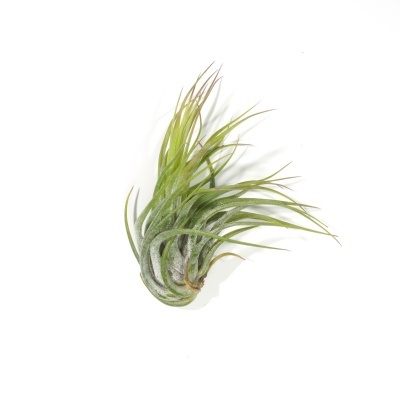 Planta Tillandsia verde com textura aveludada sobre fundo branco
