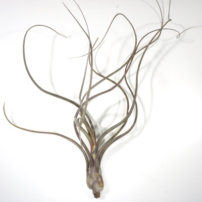 Planta Tillandsia bulbosa de folhas finas e enroladas sobre fundo branco