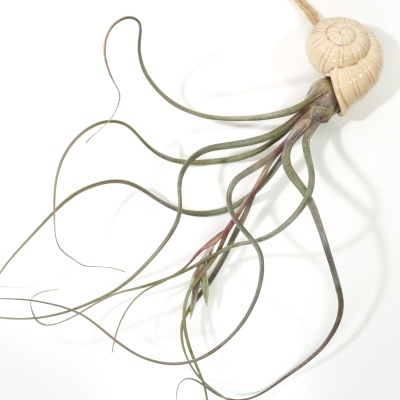 Planta Tillandsia com folhas verdes e concha creme