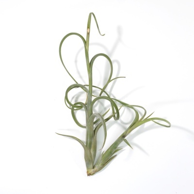 Planta Tillandsia com folhas verdes finas e espiraladas