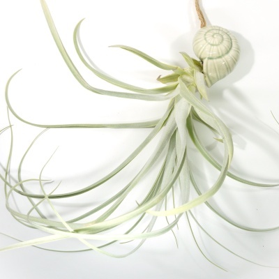 Planta aérea com suporte em forma de concha de cerâmica verde clara